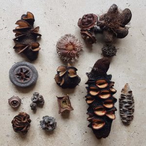 Selection of Banksia pods from around Australia